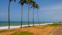 a beach with palm trees and a sandy path