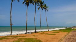 a beach with palm trees and a sandy path