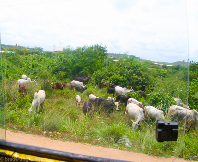 ghana-grazing