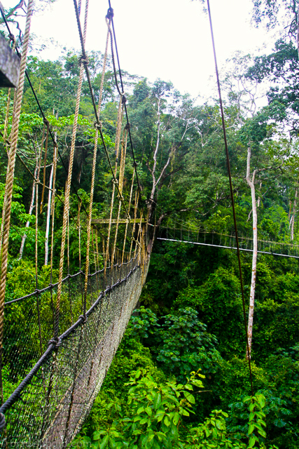 kakum-bridges