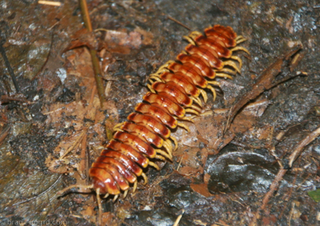 kakum-centipede
