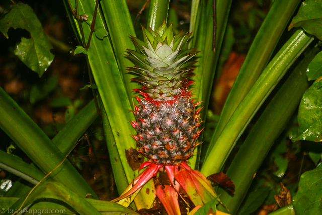 kakum-red-pineapple