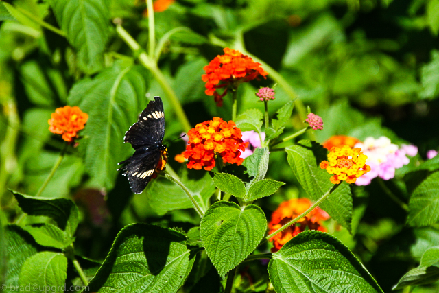 andaz-papagayo-butterfly