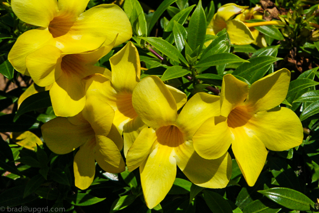 andaz-papagayo-flowers