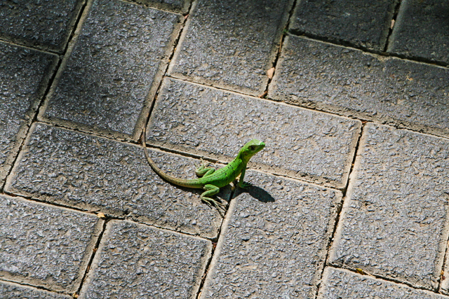 andaz-papagayo-gecko