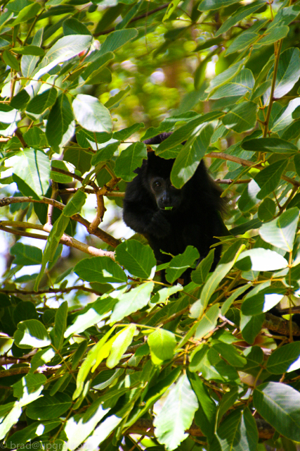 andaz-papagayo-monkey