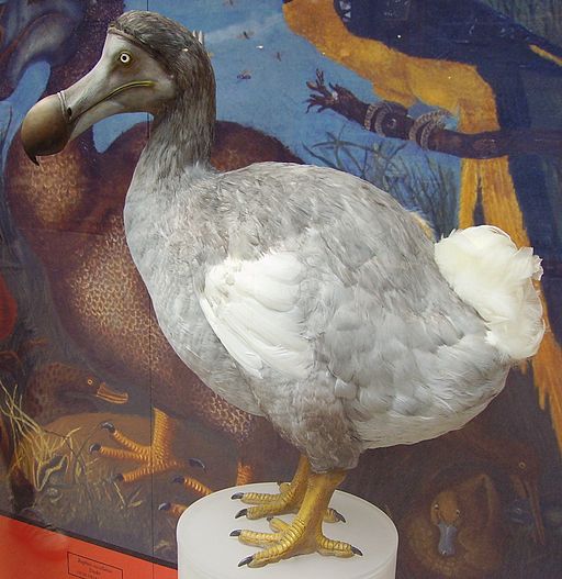 512px-Dodo_1