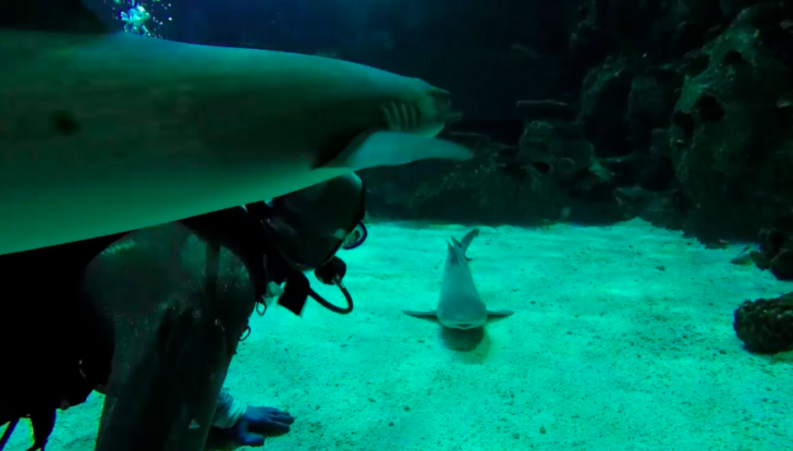 Dive with Sharks 6