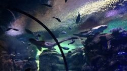 a group of people looking at fish in a tank