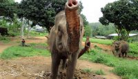 an elephant with its trunk up