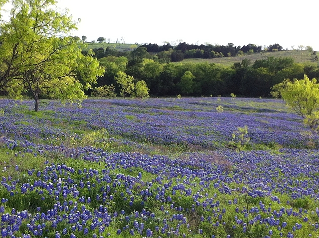 Texas Bluebonnet Trail outside Garrett, Texas