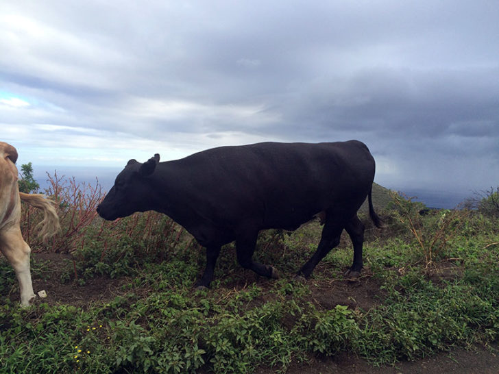 Road to Hana 20