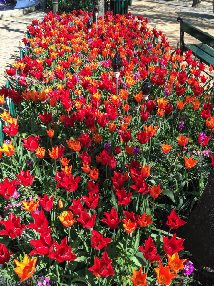 copenhagen-tulips