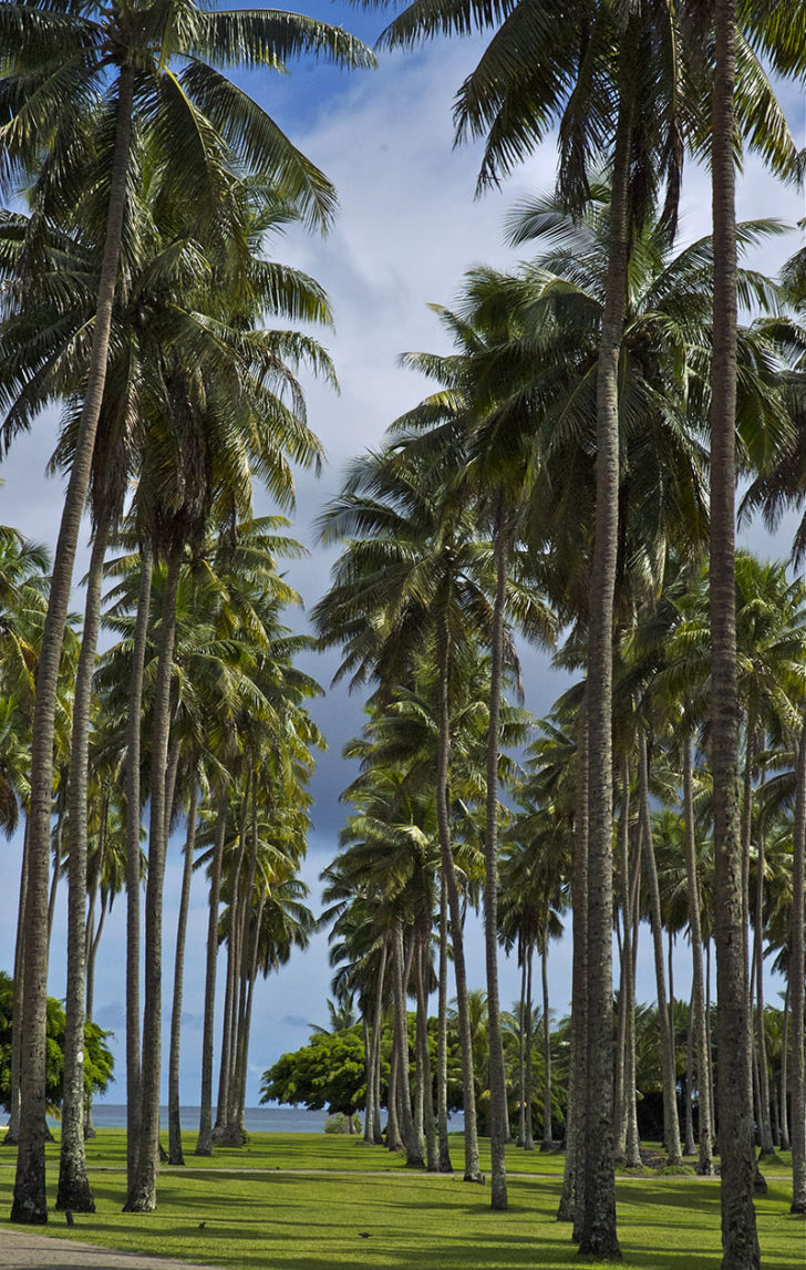 Laucala Island Coconut Palms