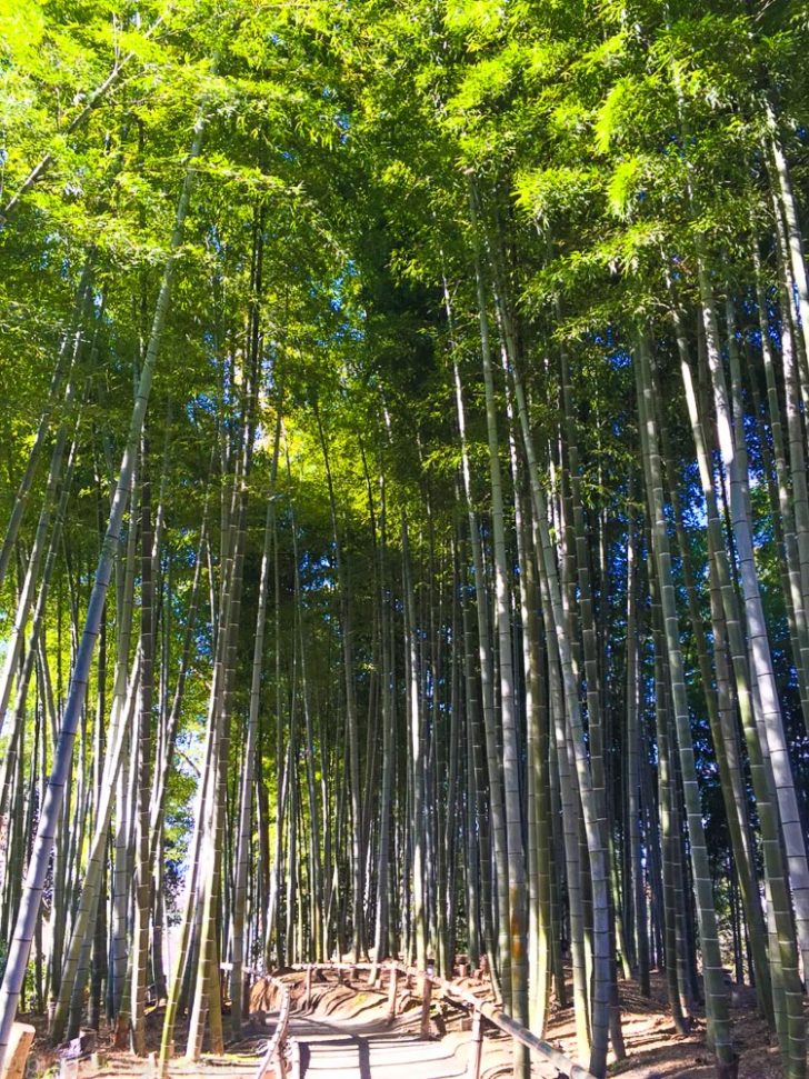 kyoto-bamboo