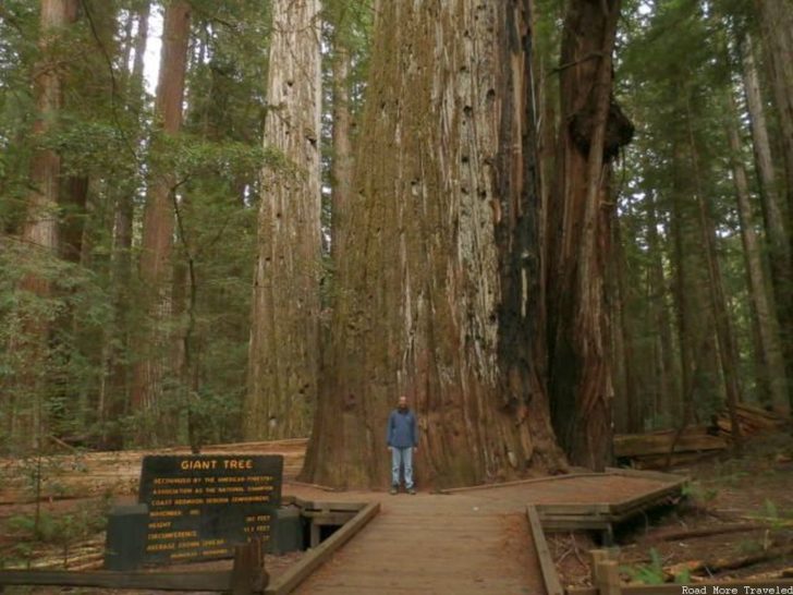 Giant Tree, Humboldt Redwoods State Park