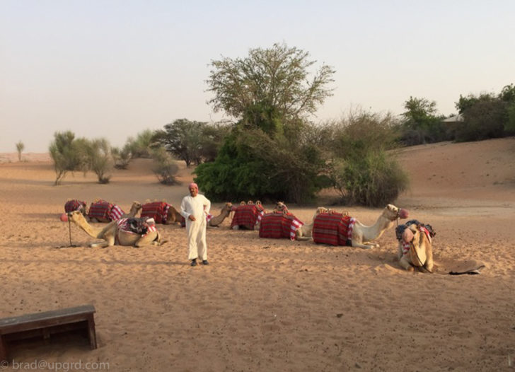 al-maha-camels