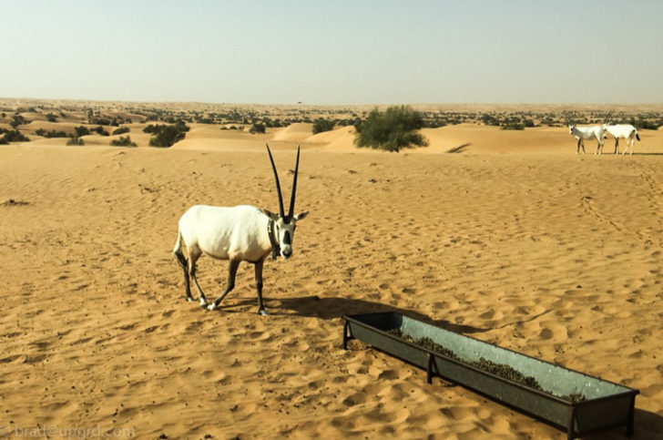 al-maha-oryx2