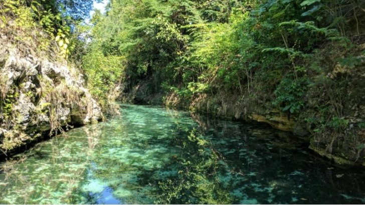 a river with clear water and trees