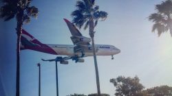 a plane flying over palm trees