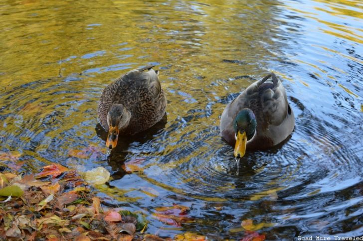 Boston Public Garden - ducks