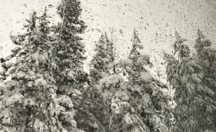 snow covered trees and a window