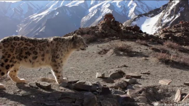 Planet Earth - snow leopard