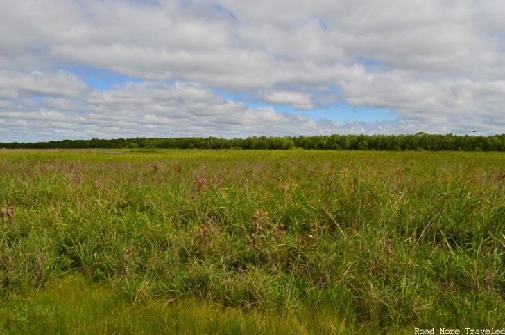 Creole Nature Trail - Cameron Prairie National Wildlife Refuge