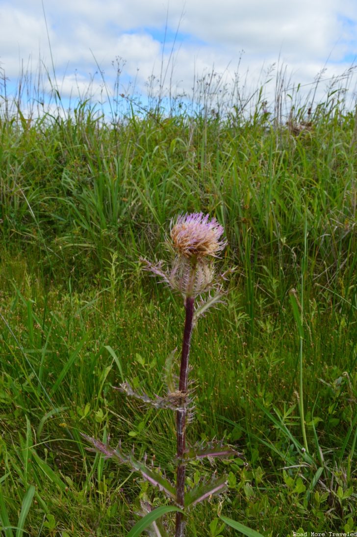 Creole Nature Trail - Thistle