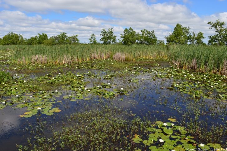 Creole Nature Trail - wetland with lotus pads