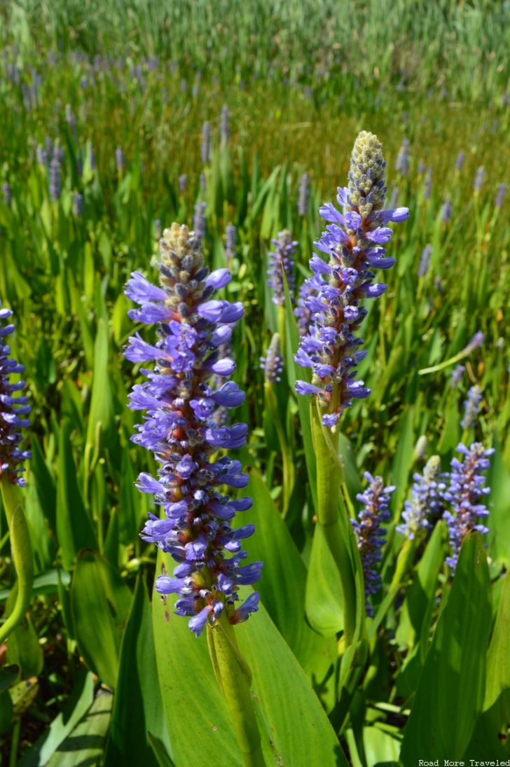 Creole Nature Trail - pickerelweed