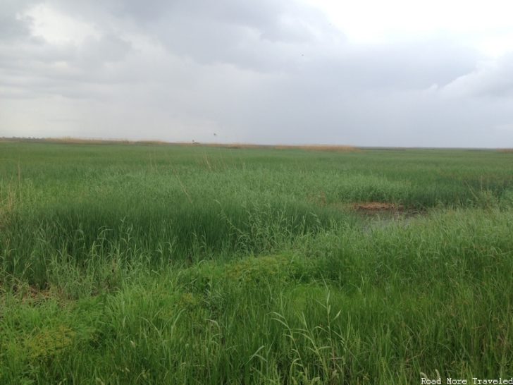 Creole Nature Trail - Wetland Walkway prairie