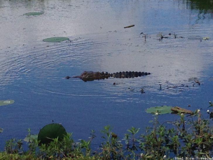 Creole Nature Trail - alligator