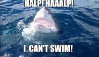 a shark in the water