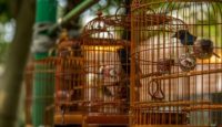 a group of birds in cages