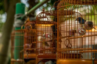 a group of birds in cages
