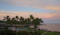 a palm trees next to a body of water