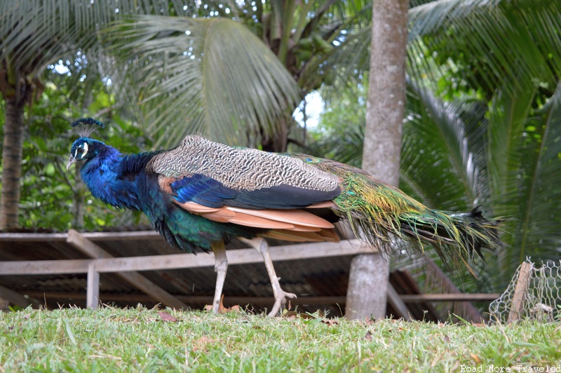 Johns Hall Plantation - peacock
