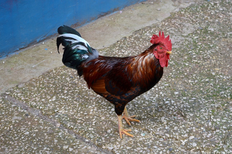 Johns Hall Plantation - rooster