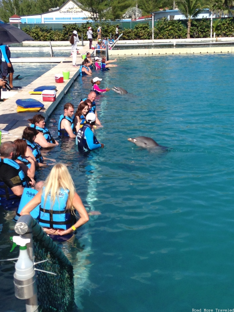 Dolphin Discovery Grand Cayman