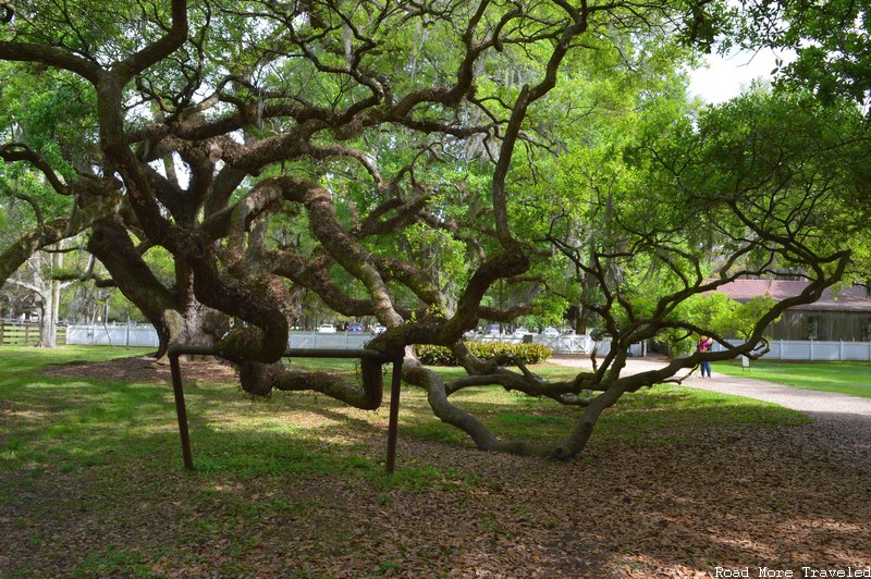 Destrehan Plantation - large live oak tree