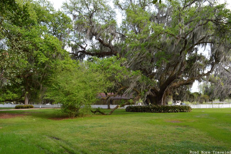 Destrehan Plantation - live oaks and Spanish moss