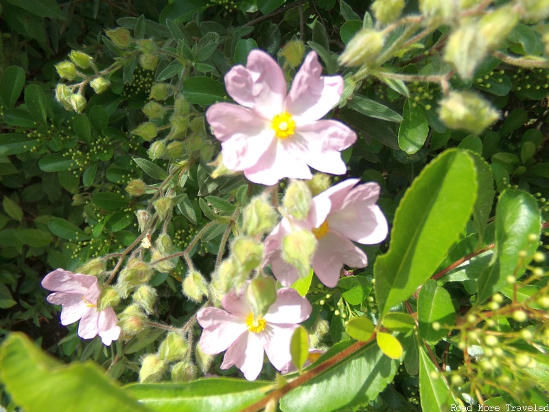 Jardines del Turo del Putxet - flowers