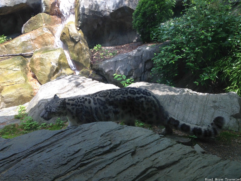 Central Park Zoo - snow leopard