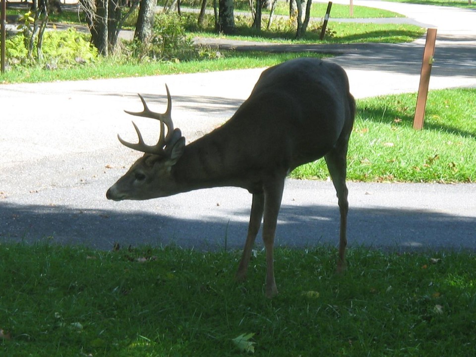 Deer in Shenandoah National Park