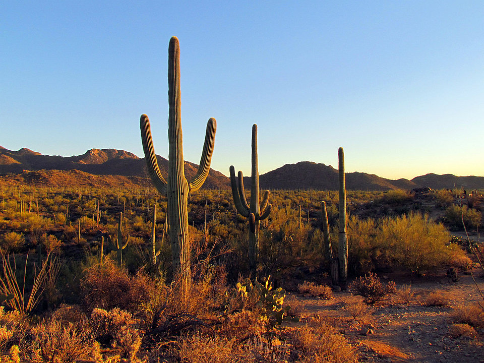 Saguaro National Park, Arizona