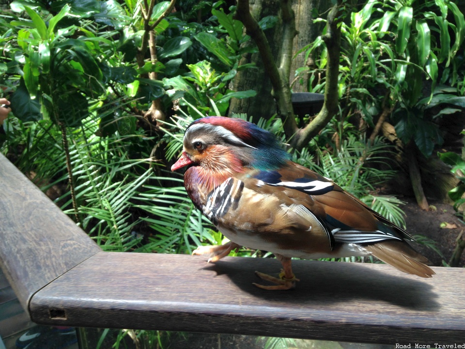 Bird at Central Park Zoo