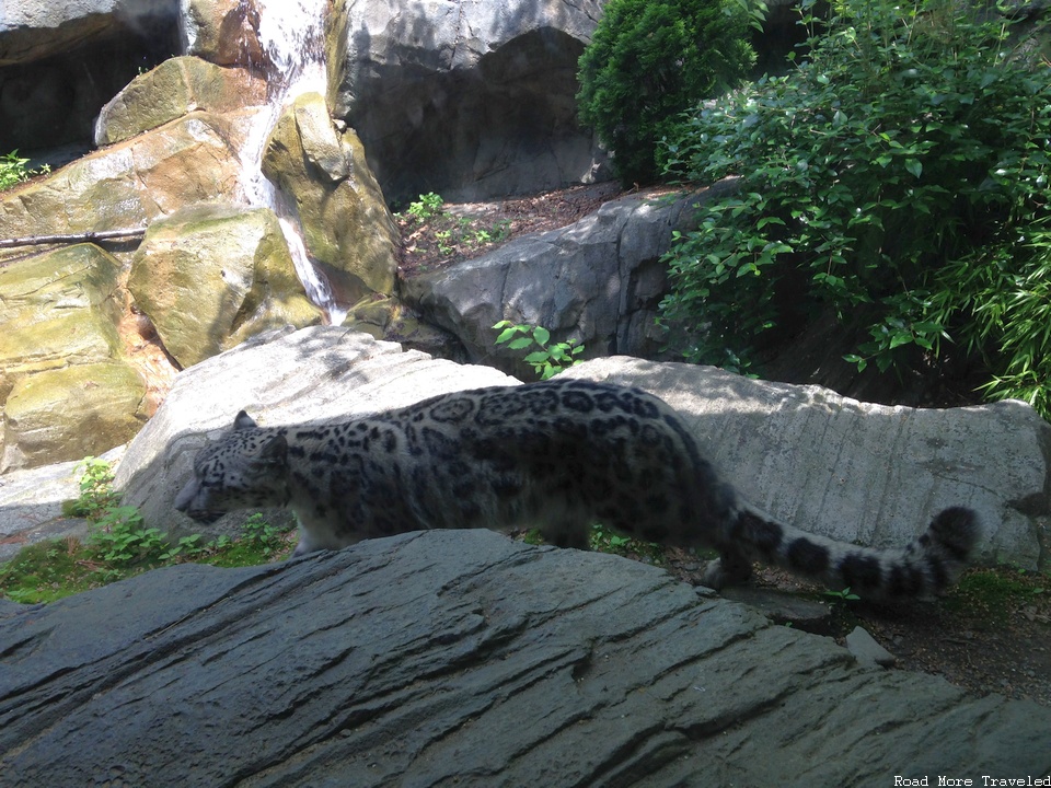 Snow leopard at Central Park Zoo