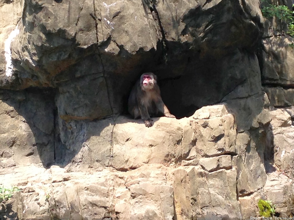 Monkey at Central Park Zoo
