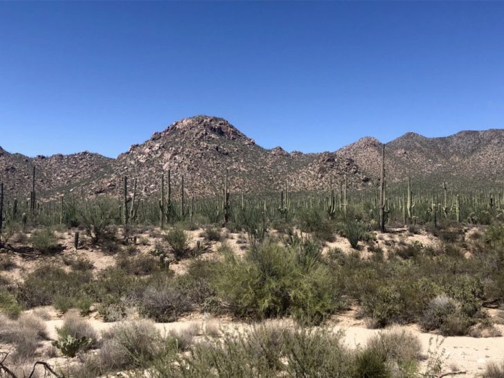a desert landscape with cacti and mountains
